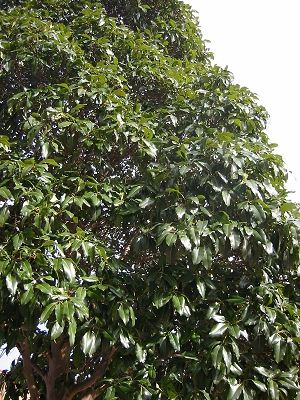 shiny%20leaf%20tree.jpg