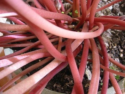 stems.jpg