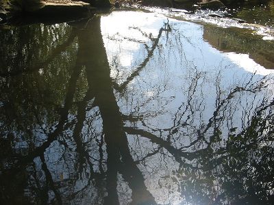 are%20reflected%20trees%20anti-trees.jpg