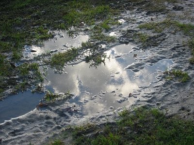 puddle%20mirror.jpg