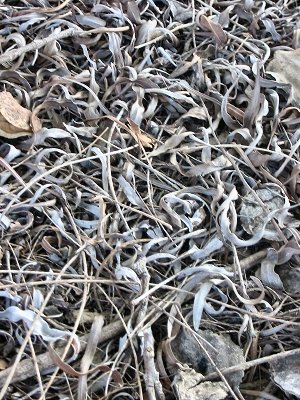 leaf%20litter.jpg