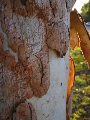 ants%20on%20a%20gum%20tree.jpg