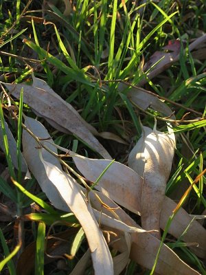 gum%20leaves%20the%20tree%20and%20falls%20in%20the%20grass.jpg