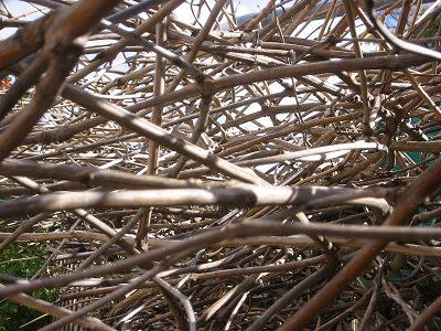 tangled%20twigs.jpg