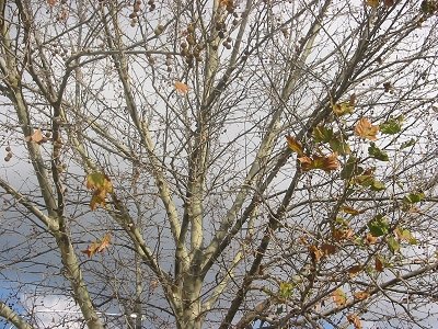seethrough%20tree.jpg