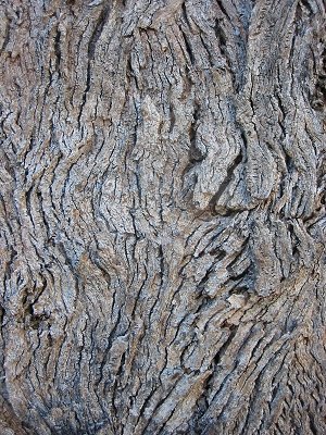 wriggly%20bark.jpg