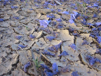 jacaranda%20and%20mud%20(183-8335).jpg  
