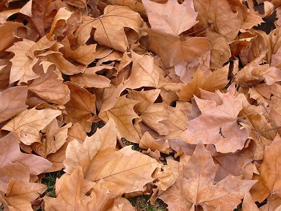 leaves%20(113-1367).jpg  