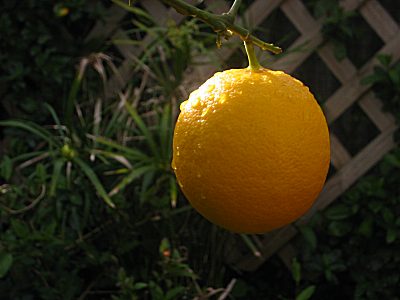 take%20a%20nice%20lemon.jpg